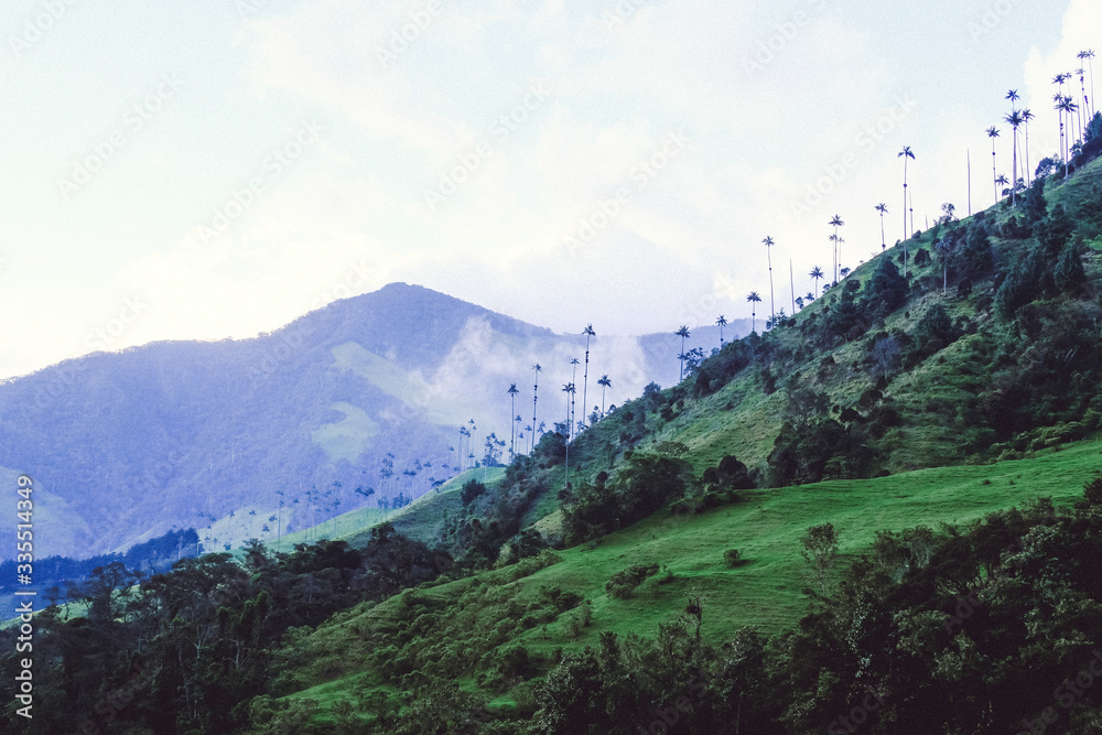 Colombia. Kokor Valley. The tallest palm trees in the world. Palm trees ...
