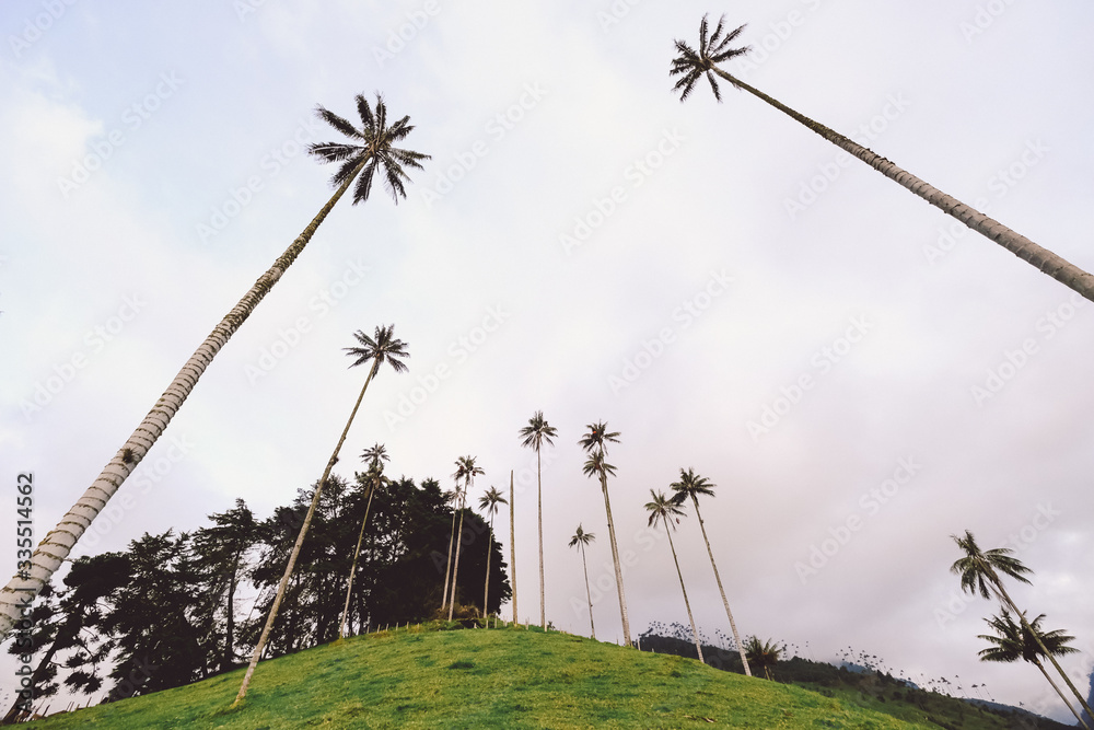 Colombia. Kokor Valley. The tallest palm trees in the world. Palm trees ...