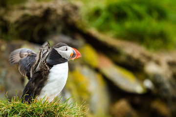 Canvas Print - Papageientauer (Fratercula arctica) in Island