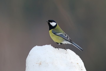 Wall Mural - Parus major. Great tit in Siberia on snow in March