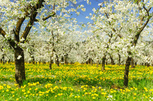 Blooming Apple Trees At Spring On Field