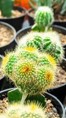 grafted cluster Notocactus leninghausii cactus in the nursery