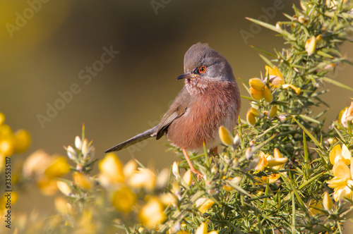 Fotomural Dartford Warbler, Sylvia undata, Checking For Local Rivals On A Gorse Bush In Threat Pose With Raised Crest On Its Head