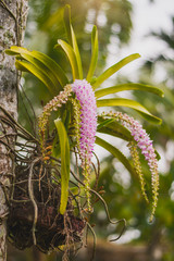 pink and white flower