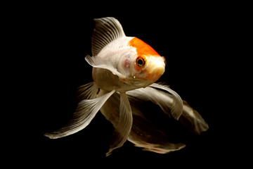 comet tailed goldfish with black background