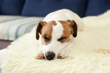 Cute Jack Russell Dog Resting On Bed In Sunny Day On Blanket. Pets Care. Portrait Dog Tired Sleeps On Couch. Feeling Tired Or Bored. Pets Home. Morning. Pet Sitting On Sofa With Sad Face. Depression 