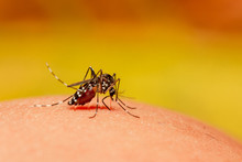 Mosquito Close Up Sucking Blood