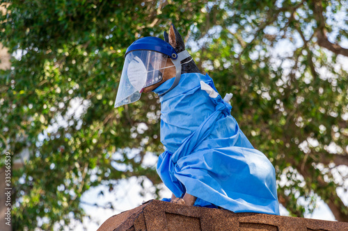 Statue of a dog with face mask, shield and surgical gown, during COVID-19 outbreak - Davie, Florida, USA