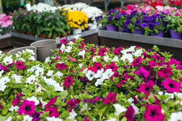 Wall Mural - Close up of beautiful colorful and mixed flowers for sale in a garden center