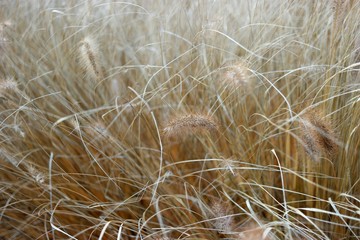 dry grass in the wind