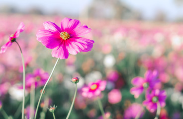Wall Mural - closeup beautiful pink cosmos flower in the field with sunlight at morning, selective focus
