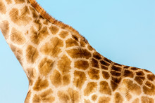 Giraffe Skin Pattern, Etosha, Namibia, Africa