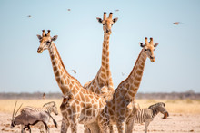 Wild Giraffes In Etosha, Namibia, Africa