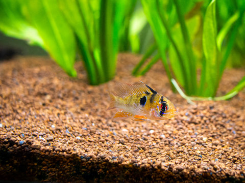 ram cichlid (Mikrogeophagus ramirezi) in a fish tank with blurred background