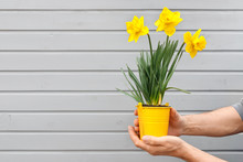 Seedlings Of Young Beautiful Daffodils And Tulips In Pot. Hands Of Man Holding Flowers On Background Of Gray Wooden Wall.