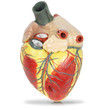 Human heart plastic model isolated