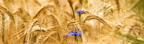 Cuadros en Lienzo Cornflower (Centaurea cyanus)in a cornfield