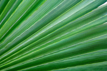 Palm Sunday Leaf. Striped Of Palm Leaf, Abstract Green Texture Background.