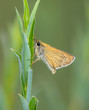 Motyl siedzący na trawie