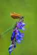 Motyl siedzący na kwiecie