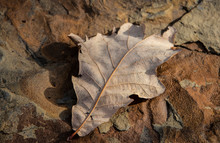 Brown Winter Leaf Laying On Grainy Sandstone - Selective Focus - Textury Background