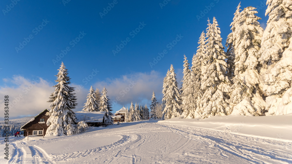 Pięknie ośnieżone choinki na tle błękitnego nieba, Pec pod Śnieżką, Czechy - obrazy, fototapety, plakaty 