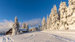 Pięknie ośnieżone choinki na tle błękitnego nieba, Pec pod Śnieżką, Czechy