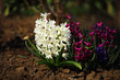 White, blue and purple Hyacinthus, or Hyacinthus (Carnegie). Hello spring. Selective focus, close-up.