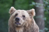 Fototapeta Big Ben - A brown bear is seen in a forest at the Bear Sanctuary Domazhyr near Western-Ukrainian city of Lviv