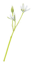 White Wild Flowers Isolated On White Background.  Ornithogalum Flower
