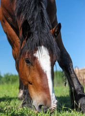 Wall Mural - Clydesdale horse close up at ground level eating grass in field