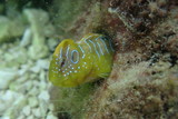 Fototapeta  - 
Fish under water in Croatia