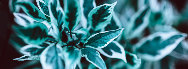 Wall Mural - Green plant botanical natural background