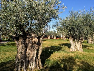 Poster - Ancient oak trees with wide trunks