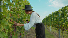 Gorgeous romantic woman in hat holding wineglass exploring grape in wonderful vineyard agricultural garden on sunny day.
