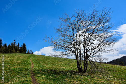 Dekoracja na wymiar  gorce-krajobraz-z-drzewem