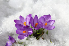 Beautiful Blue Crocuses Flowers In The Snow. Flowering Of The First Snowdrops. Close-up. Top View. Background. Landscape.