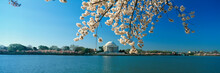 Panoramic View Of Jefferson Memorial And Cherry Blossoms In Spring, Washington D.C.