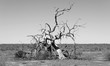 © Gary - Black and white photo of a dead tree, Australia
