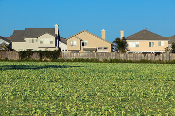 Farmer's fields with crops by encroaching housing development subdivision in Santa Paula, CA