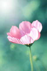 Wall Mural - pink cosmos flower in sunlight on a green blurred background. selective focus.