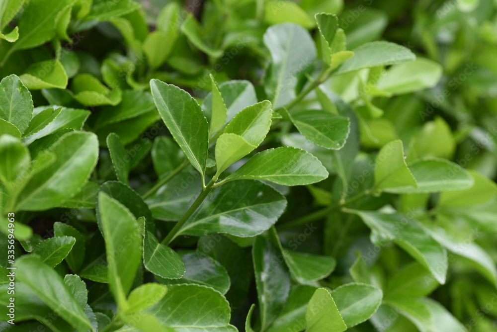 Japanese spindle tree (Euonymus japonica) / Celastraceae evergreen ...