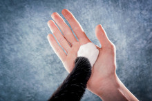 Person's Hand And A Cat's Paw Together