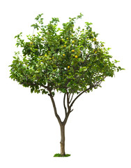 citrus lemon tree