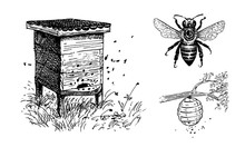 Bee Hives, Apiary, Beehive On A Tree Branch And Bee. Set Of Vector Images.