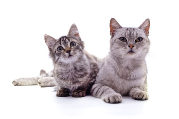 Wall Mural - Mom cat with kitten.