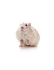 Poster - White little hamster.