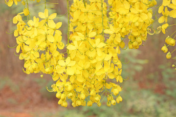 Wall Mural - bunch of yellow golden shower cassia fistula / indian laburnum state flower of kerala south india. t