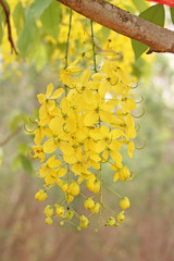 Wall Mural - bunch of yellow golden shower cassia fistula / indian laburnum state flower of kerala south india. t