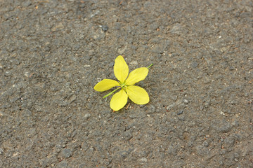 Wall Mural - frangipani flower on the ground.